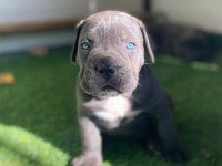 Evinizin Neşesi Cane Corso Her Yere Kapıda Öde