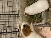 guinea pigs