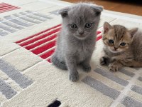 Yavru scottish fold sahiplendirme