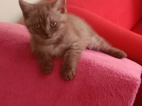 İki tatlı kedimiz