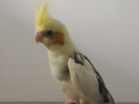 El beslemesi sultan papağanı bebekler