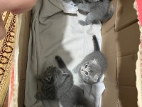 Scottish fold ve straight kediler