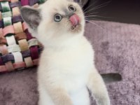Blue Point Dişi Erkek Yavru Scottish Fold