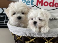 Wc eğitimli tea cup kore kan maltese