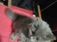 2 AYLIK TÜYLÜ BÜYÜK PATİ BRİTİSH LONGHAİR