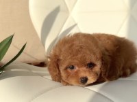 Özenle Büyütülen Toy Poodle Yavrular