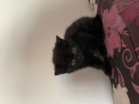 British shorthair yavrularıma yuva arıyorum