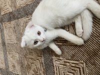 2 aylık aşılı scottish fold