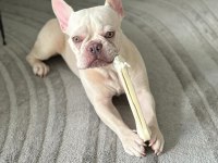 Şehir değişikliği nedeniyle sahiplendirilecek french bulldog