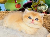 Dünyanın en güzel british shorthair kedisi