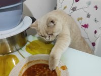 6 aylık blue point british shorthair