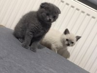 SAFKAN BLUE POİNT MAVİ GÖZ ERKEK BLUE SCOTTİSH FOLD DİŞİ