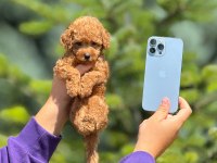 Toy poodle bebeklerimiz
