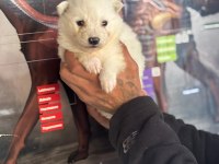 A kalite samoyed bebeklerim