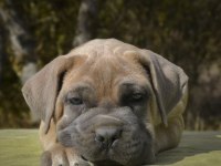 DEV CANE CORSO YAVRULARI