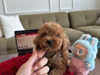Teacup Toypoodle Yavrumuz