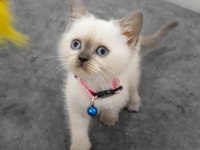 55 günlük British Shorthair dişi ve erkek yavrular
