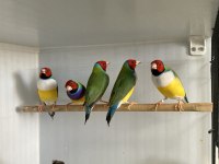 Erkek Gökkuşağı İspinozları