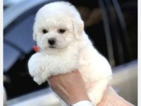 Kar beyaz bichon frise yavrularımız