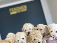 BEBEK YÜZ  TOY POODLE YAVRULAR ANKARA MAĞAZAMIZDA GÖRN
