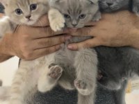 2 aylık scottish fold