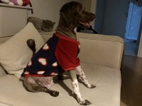 EĞİTİMLİ DİŞİ LAGOTTO