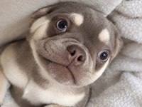 4 Aylık Dişi French Bulldog Lilac Ve Tan