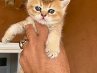 Saf kan Golden Egzotik British Shorthair