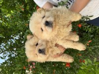 AYI SURAT DİŞİ CHOW CHOW BEBEKLER