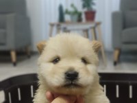 ÇİN ASLANI CHOW CHOW DİŞİ- ERKEK