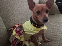 2 aylık dişi 1 numara pinscher yavru sahiplendirilecek