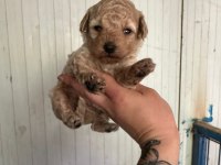 Garantili Toy Poodle Bebekler