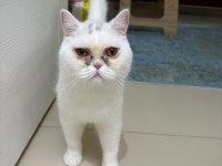8 Aylık Sağlıklı Erkek Kedimiz