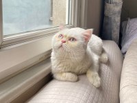 Erkek British Shorthair Kedimiz