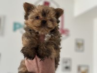 Çok özel exotic yorkshire terrier ziyarete açık