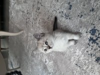 British Blue Point