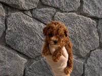 Orijinal Garantili Teacup Maltipoo