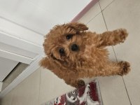 Teacup boy poodle