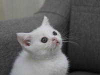 Safkan British Shorthair Minnak