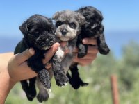 schnauzer bebekler