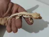 Evil Crested Ve Leopard Geckolar