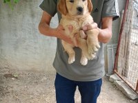 Dişi 43 günlük golden retriever