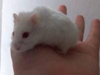 Çift hamster
