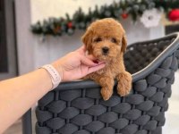 Anne altından safkan maltipoo bebekler
