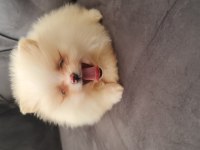 Show kalite pomeranian boo