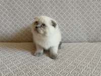 Scottish fold ve british shorthair yavrularımız