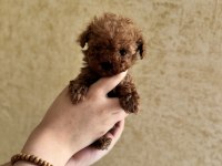 Ev doğumlu tuvalet eğitimli sağlıklı poodle yavrular