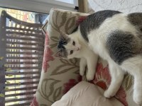 British shorthair yavru kedimiz