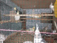 Albino, lutino, pied sultan papağanı yavruları