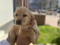 GOLDEN RETRİEVER YAVRULAR A KALİTE KÜT BURUN